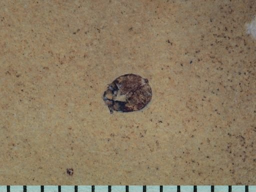 Chrysomelidae?
