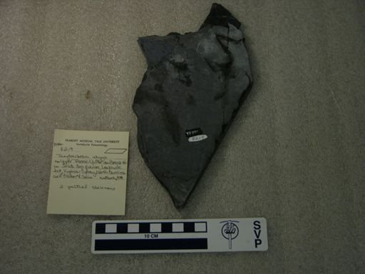 Tanytrachelos ahynis