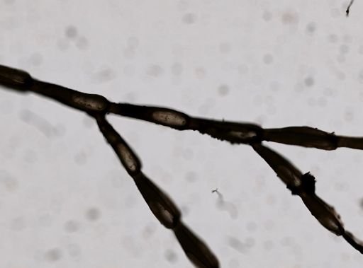 Eucratea loricata