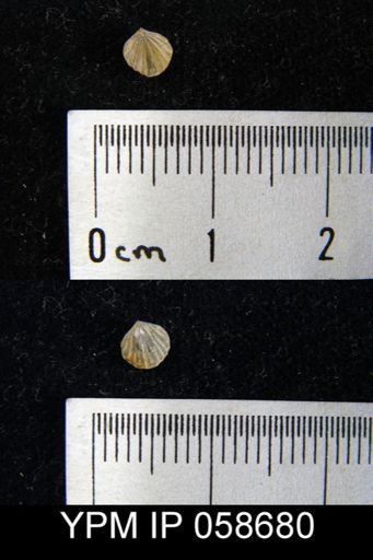 Anoplotheca concava
