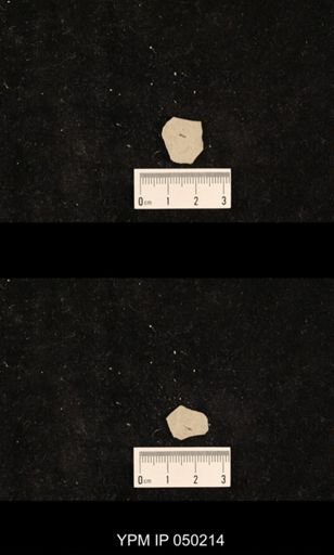 undet. Hexapoda