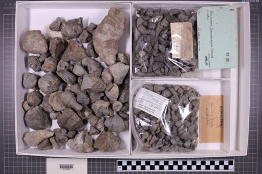 mixed taxa, stratigraphic collection