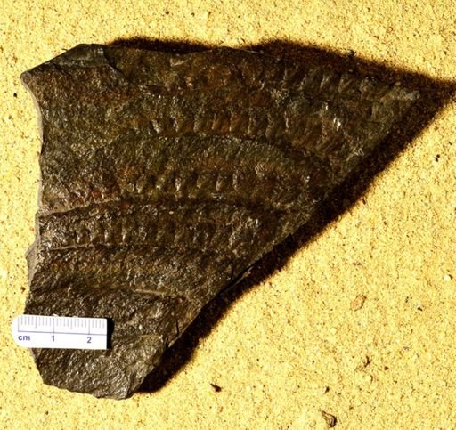 Pecopteris sp.