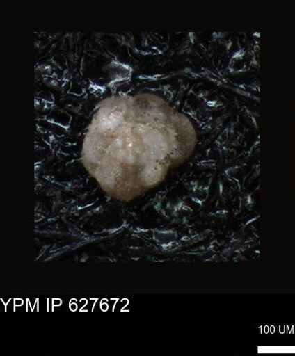 undet. Foraminiferida