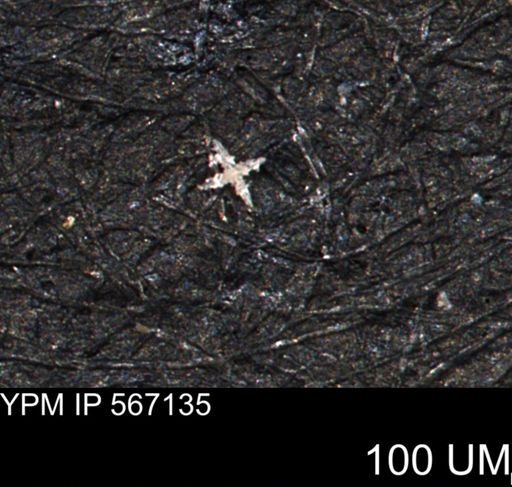 undet. Porifera