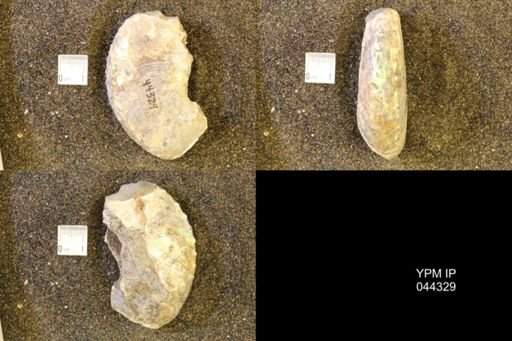Hoploscaphites comprimus