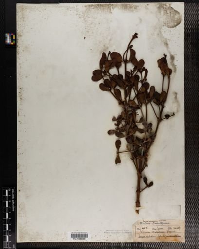 Plantae