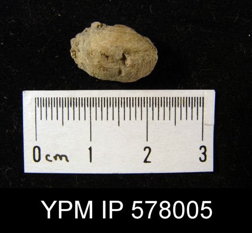 Productus parvus