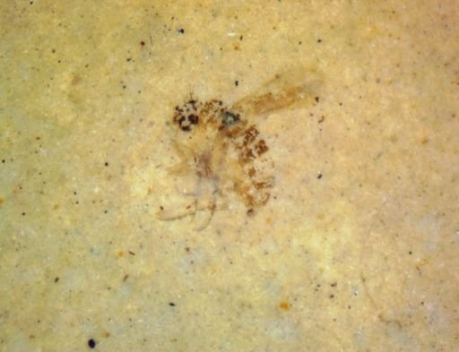 undet. Diptera