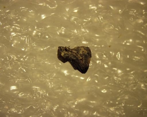 Pelycodus sp.