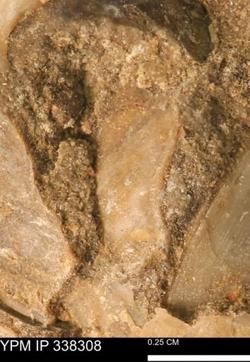 Protocardia subquadrata