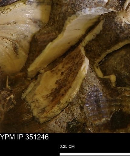 undet. Gastropoda