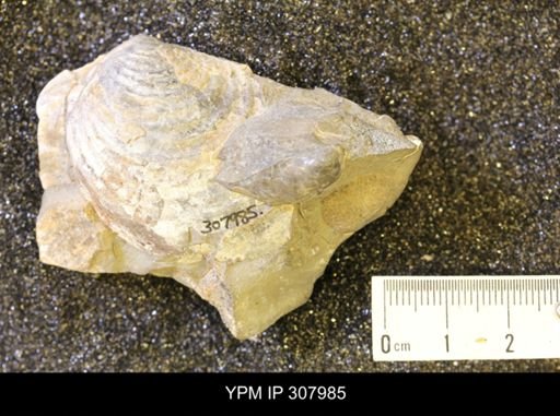 Inoceramus sp.