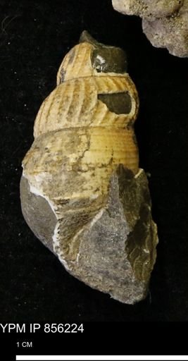 Drepanochilus sp.