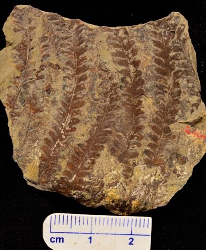 Microphyllopteris gieseckiana
