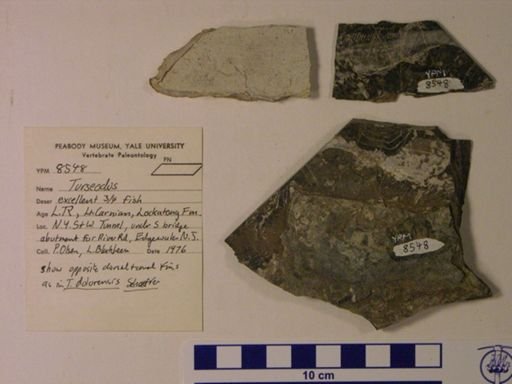 Turseodus sp.