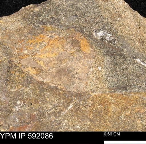 undet. Bivalvia