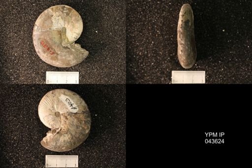 Hoploscaphites nicolletii