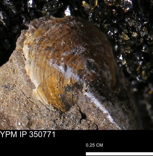 undet. Bivalvia
