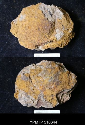 undet. Echinodermata