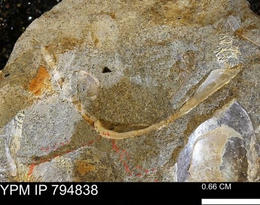 undet. Bivalvia