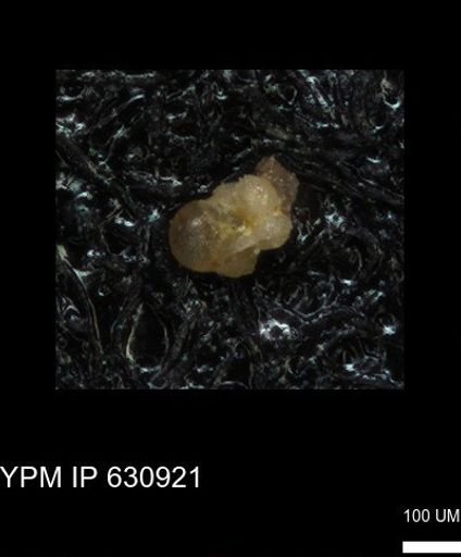 undet. Rugoglobigerinidae