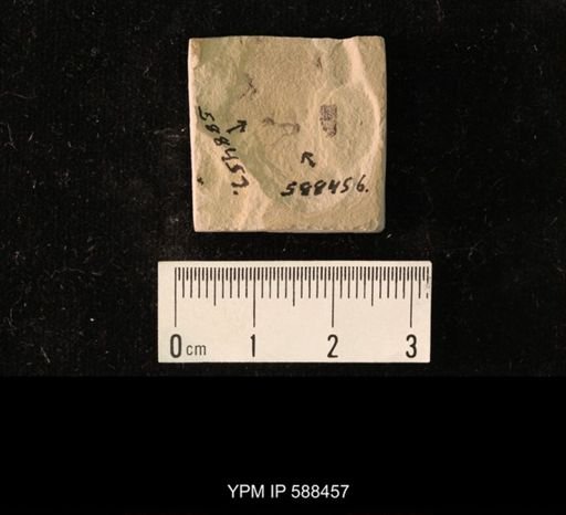 undet. Diptera