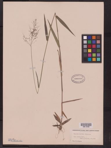 Panicum spretum
