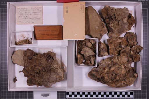 mixed taxa, stratigraphic collection