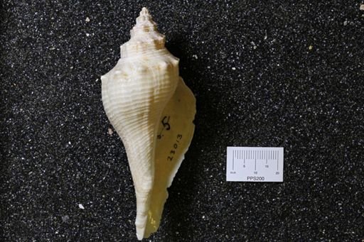 Aporrhais sp.