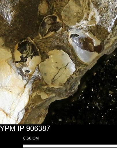 Corbulamella?