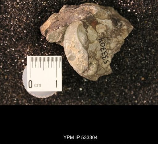 Conchidium knighti