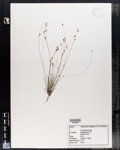 Bulbostylis capillaris