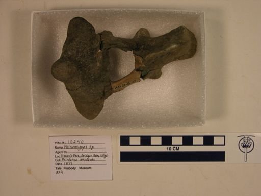 Palaeosyops sp.