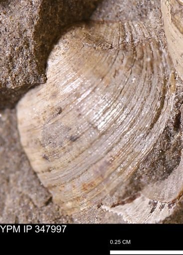 Limopsis striatopunctatus