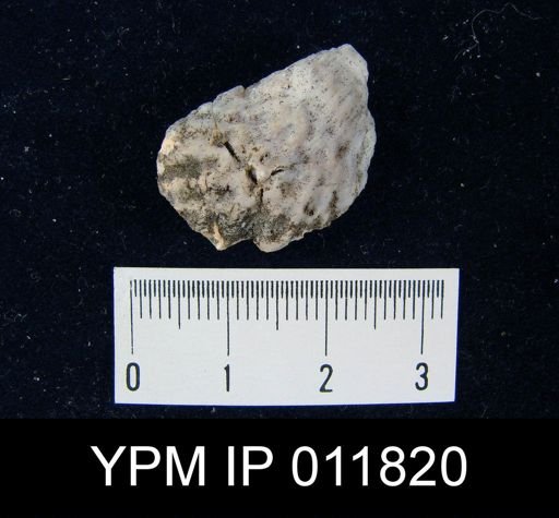 Aulosteges tuberculatus