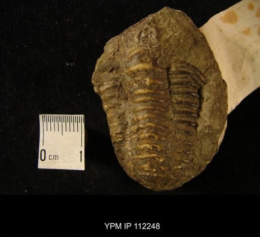 Calymene blumenbachi