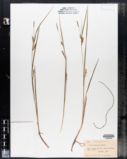 Carex tetanica