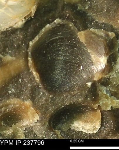 undet. Bivalvia