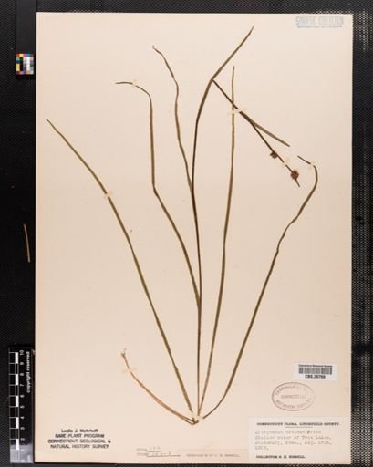 Sparganium minimum