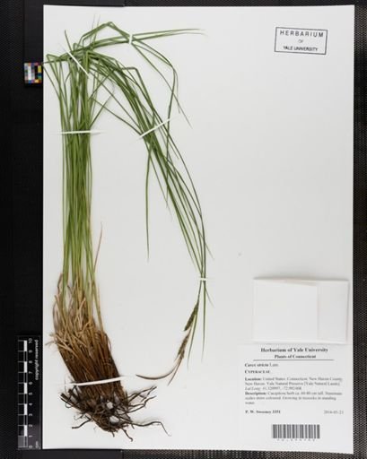 Carex stricta