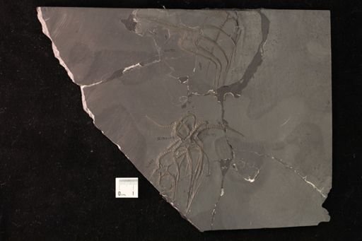 Furcaster palaeozoicus
