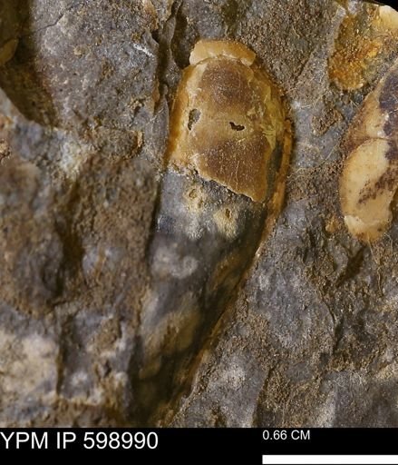 Mollusca