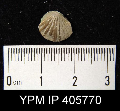 Anoplotheca hemispherica