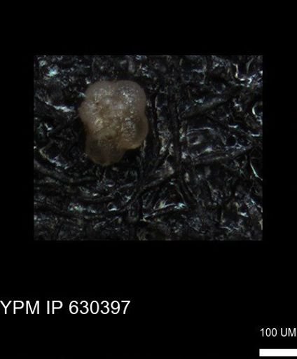 undet. Foraminiferida