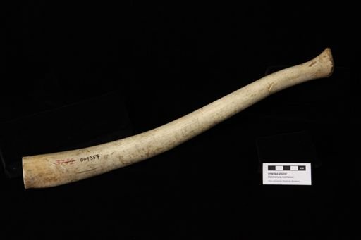 Odobenus rosmarus