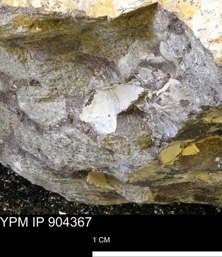undet. Mollusca