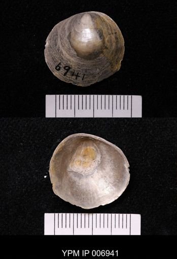Anomia argentaria