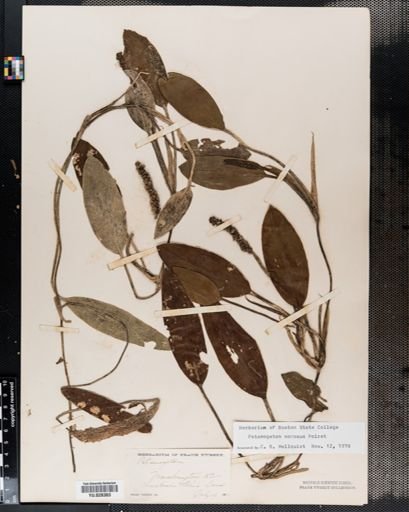 Potamogeton nodosus