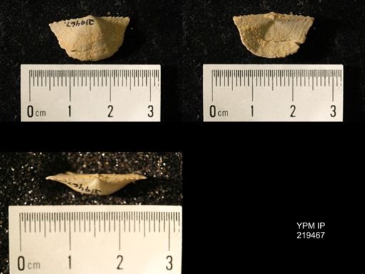 Chonetes granulifer